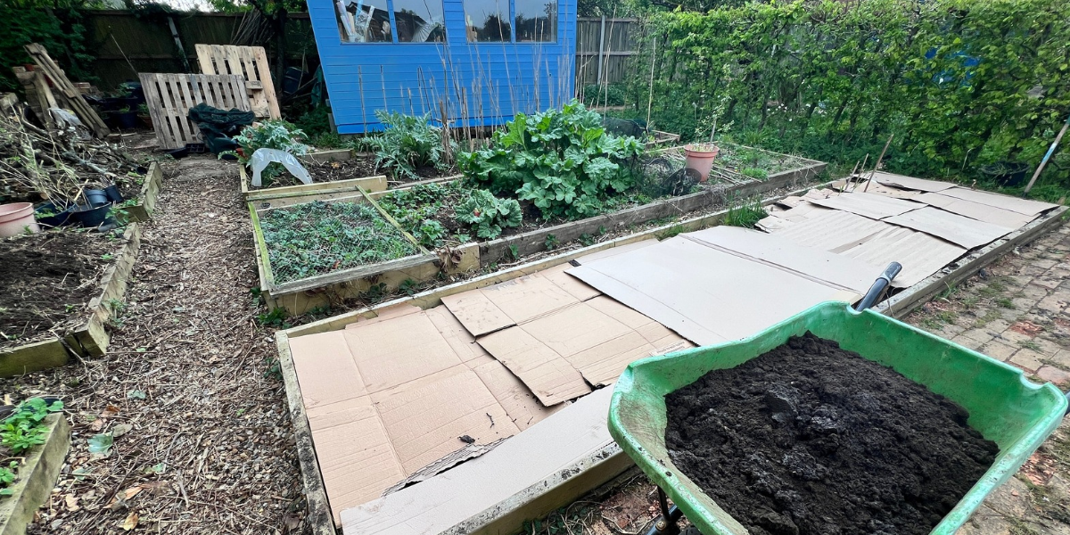 Soil protected by cardboard